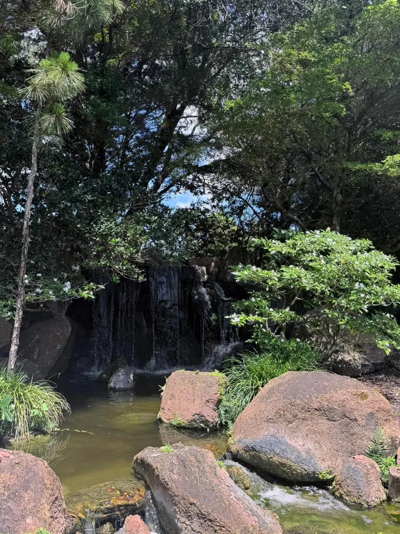 A small waterfall over dark rocks, surrounded by ferns and trees